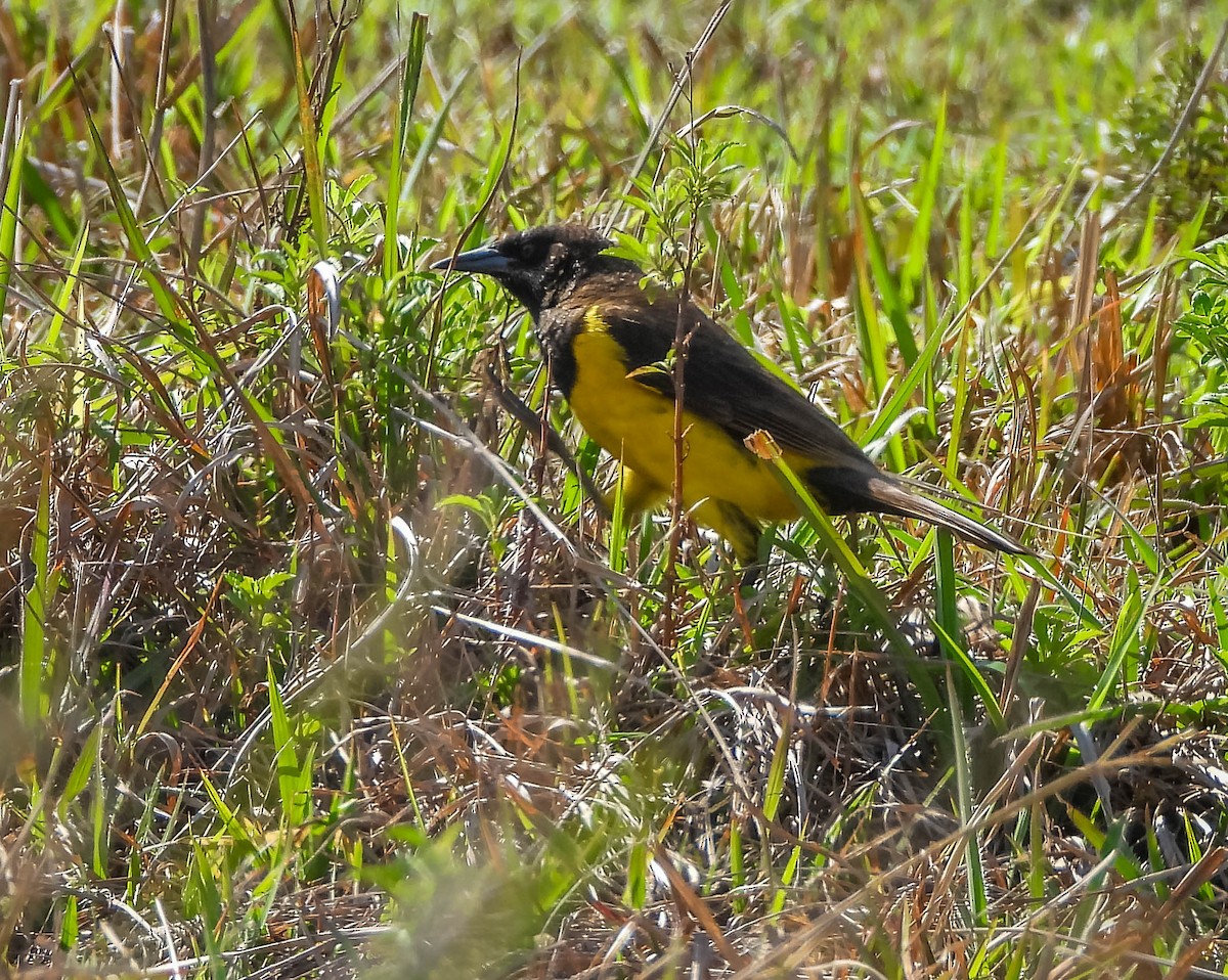 Yellow-rumped Marshbird - ML644325488