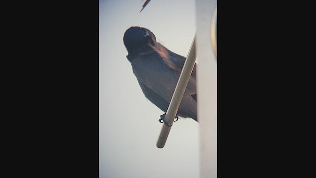 Purple Martin - ML644325491