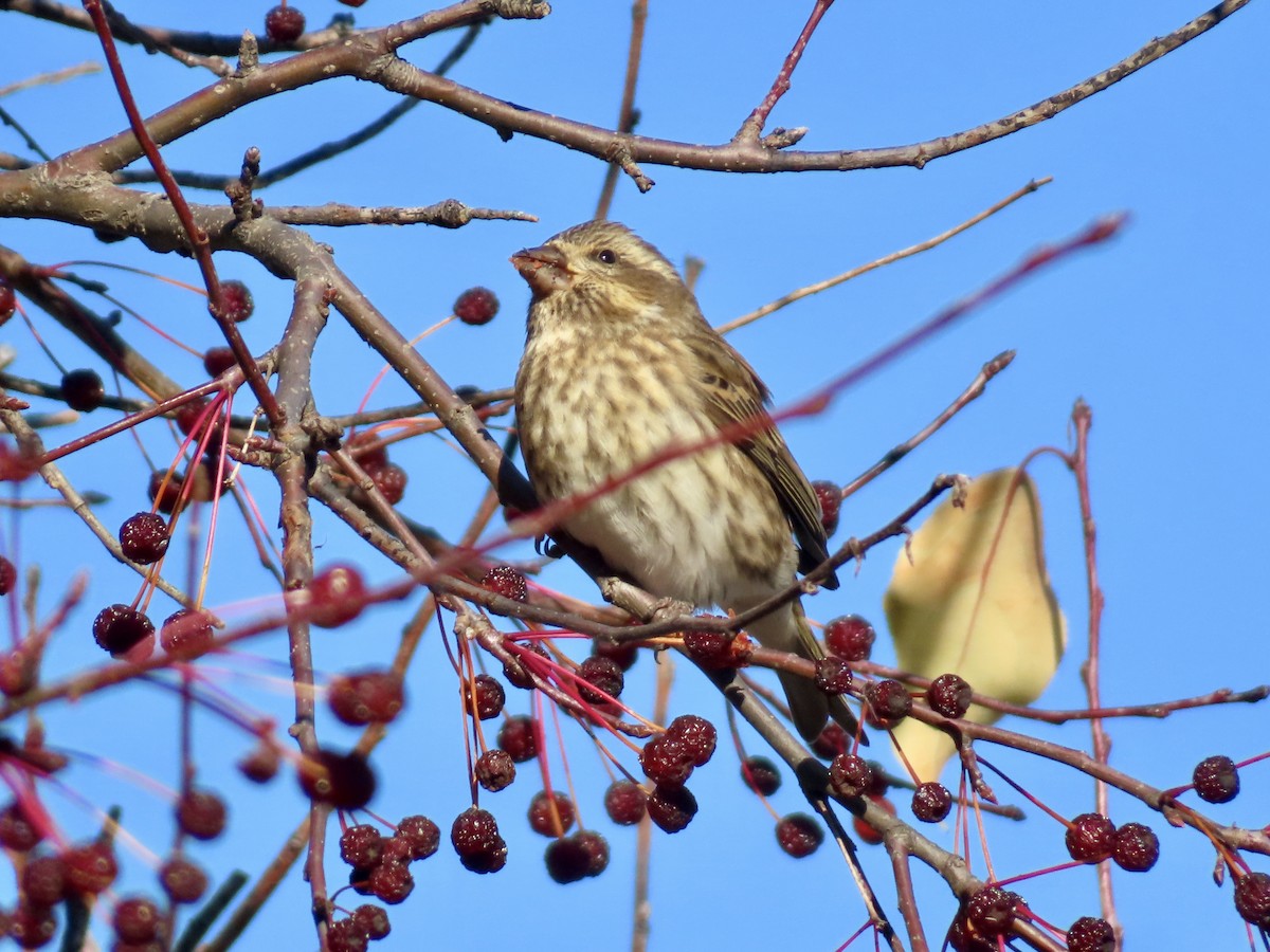 ムラサキマシコ - ML644325496
