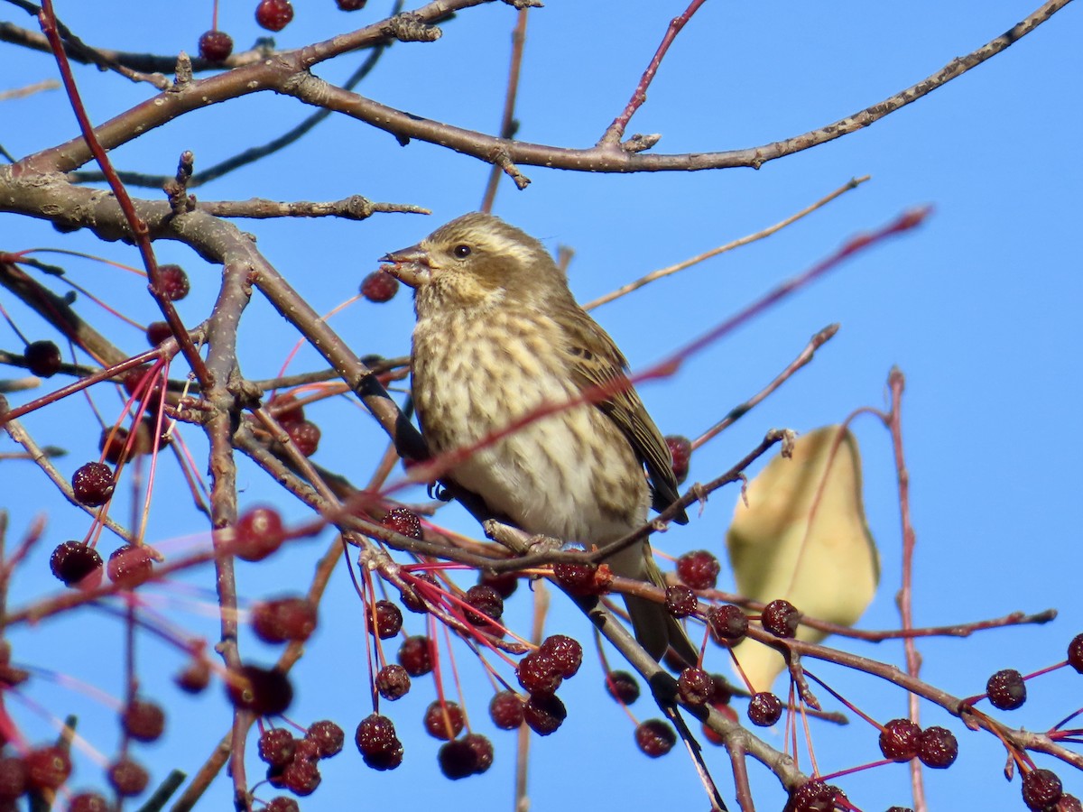 ムラサキマシコ - ML644325497