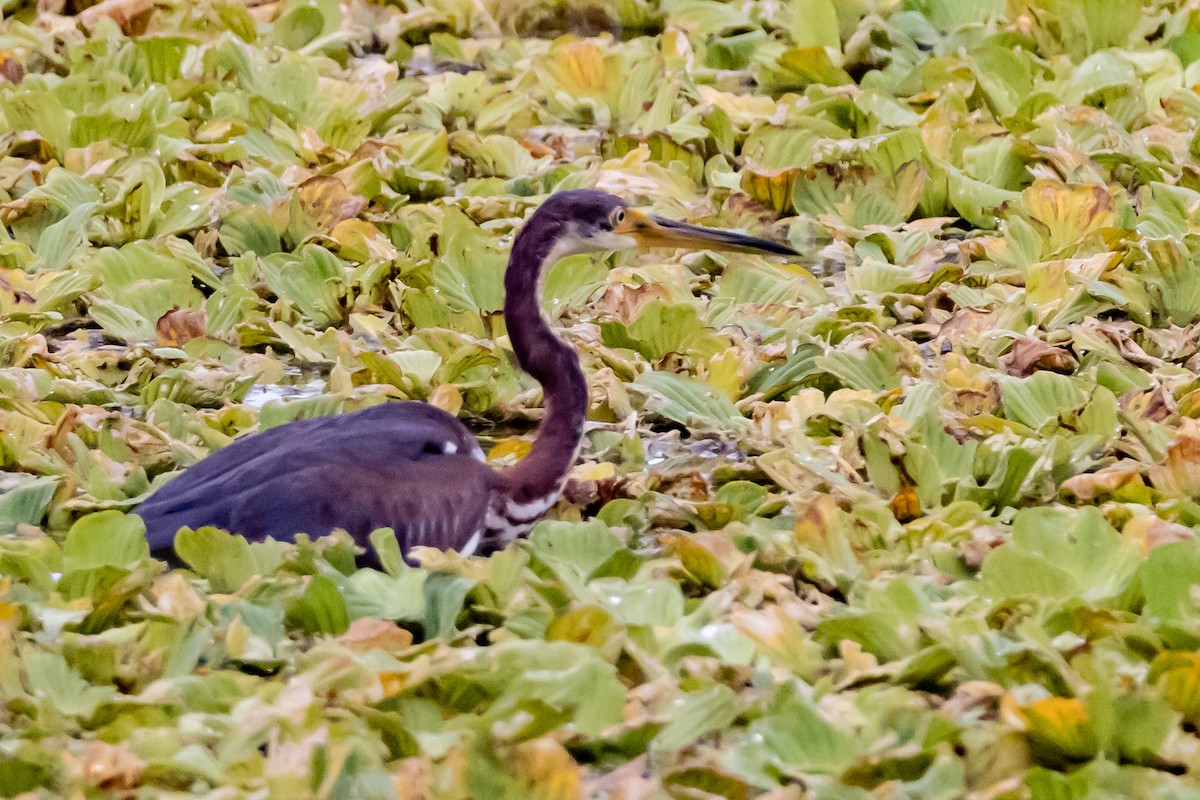 Tricolored Heron - ML644325506
