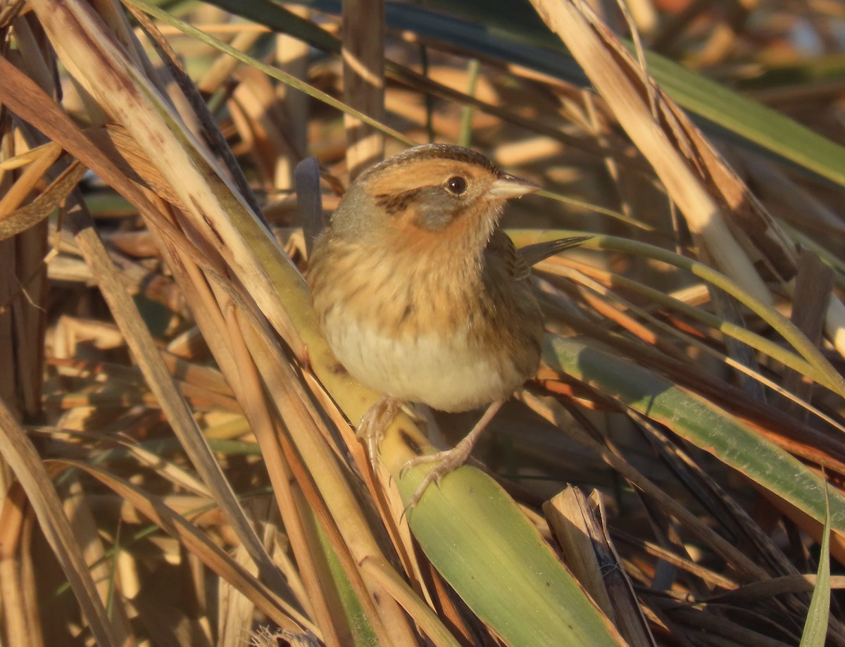 Nelson's Sparrow - ML644325510