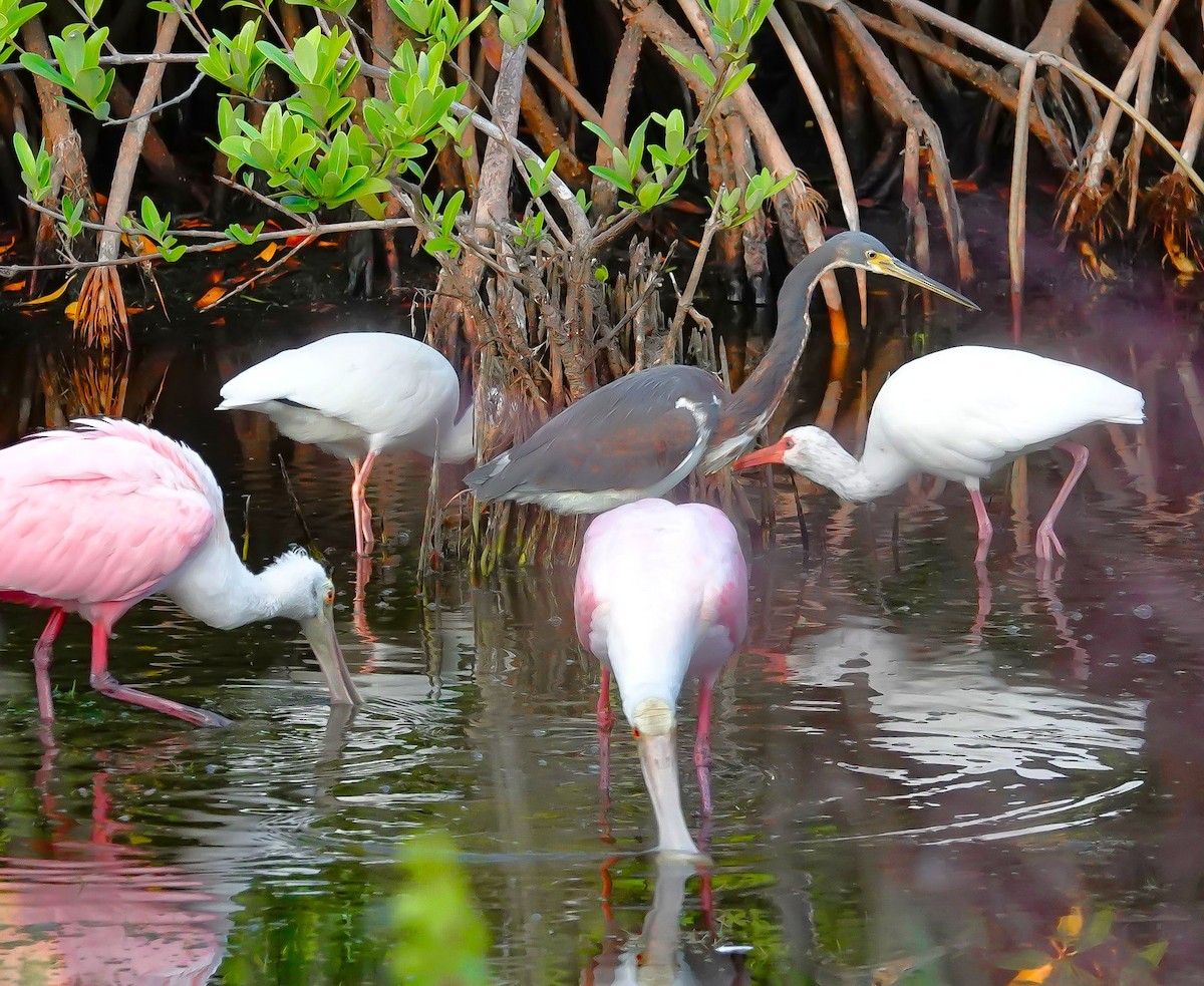 Tricolored Heron - ML644325534
