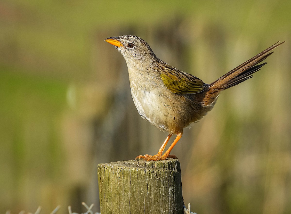 Wedge-tailed Grass-Finch - ML644325543