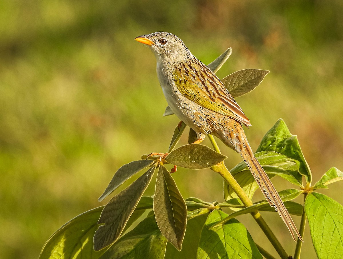 Wedge-tailed Grass-Finch - ML644325544