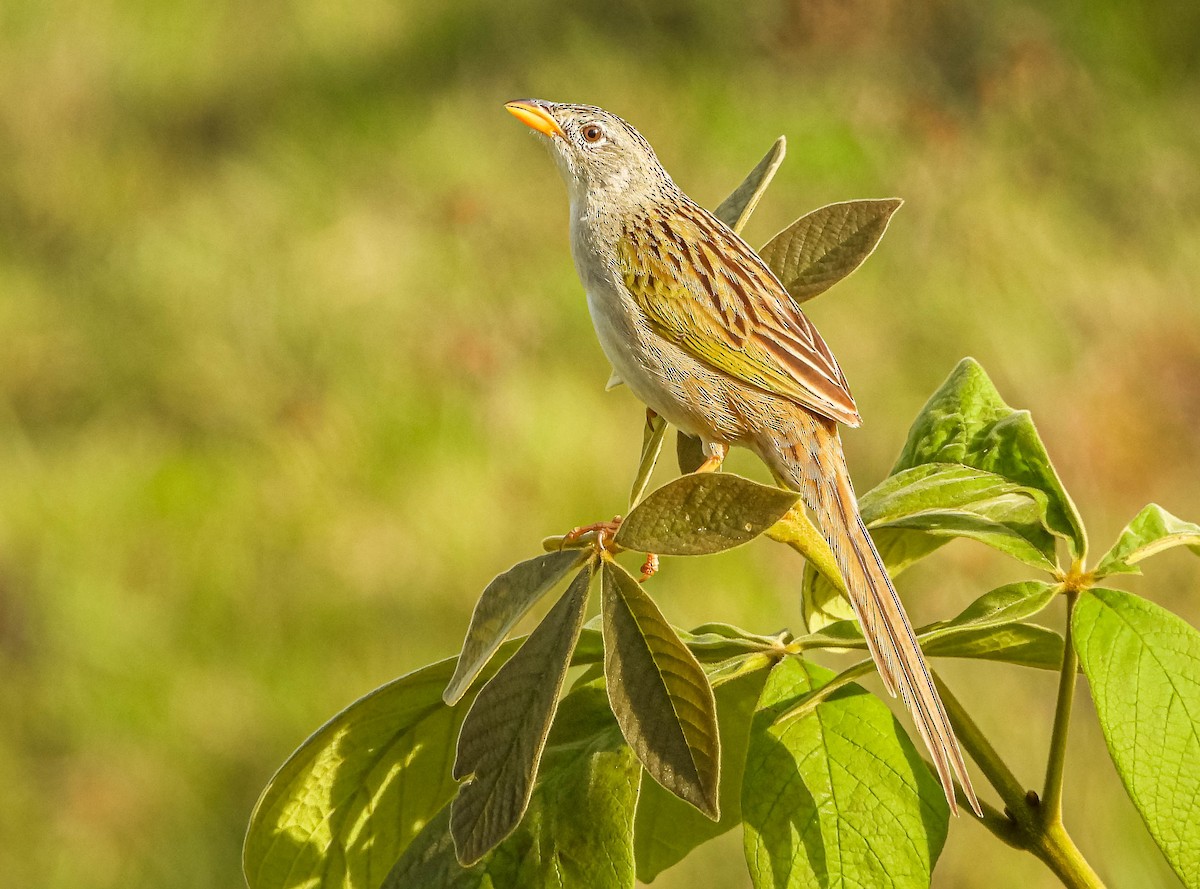 Wedge-tailed Grass-Finch - ML644325545