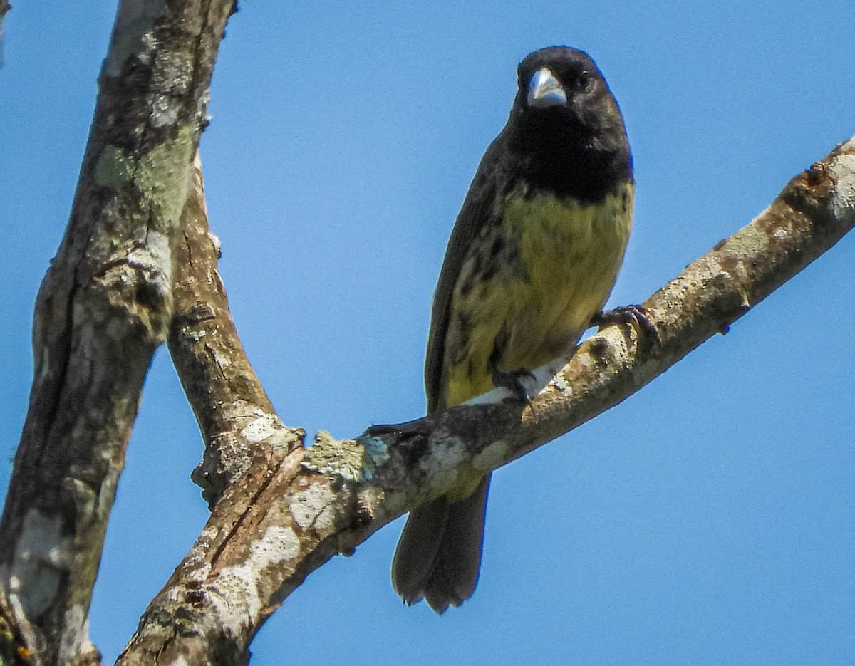 Gelbbauchspelzer - ML644325547