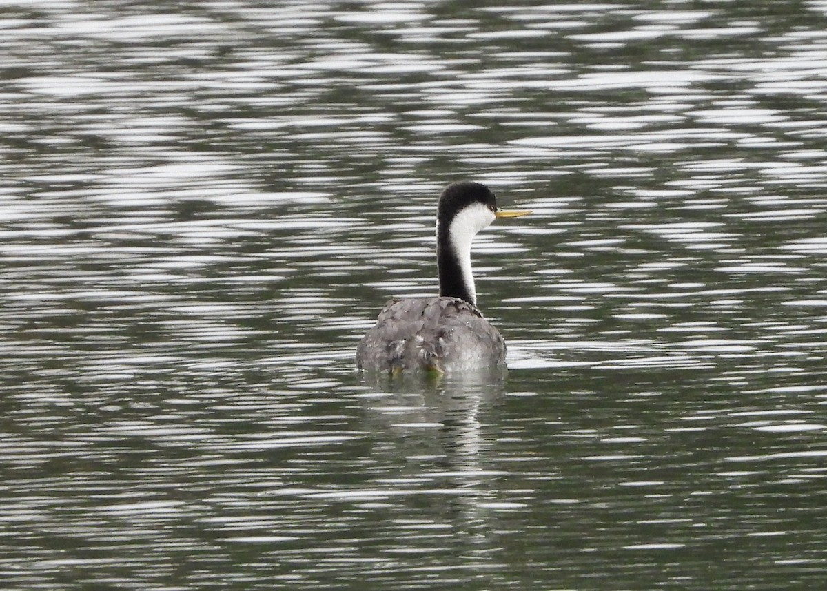 Western Grebe - ML644325557