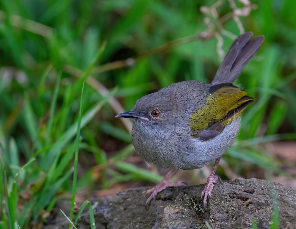 Yeşil Sırtlı Kamaropter [brevicaudata grubu] - ML644325560