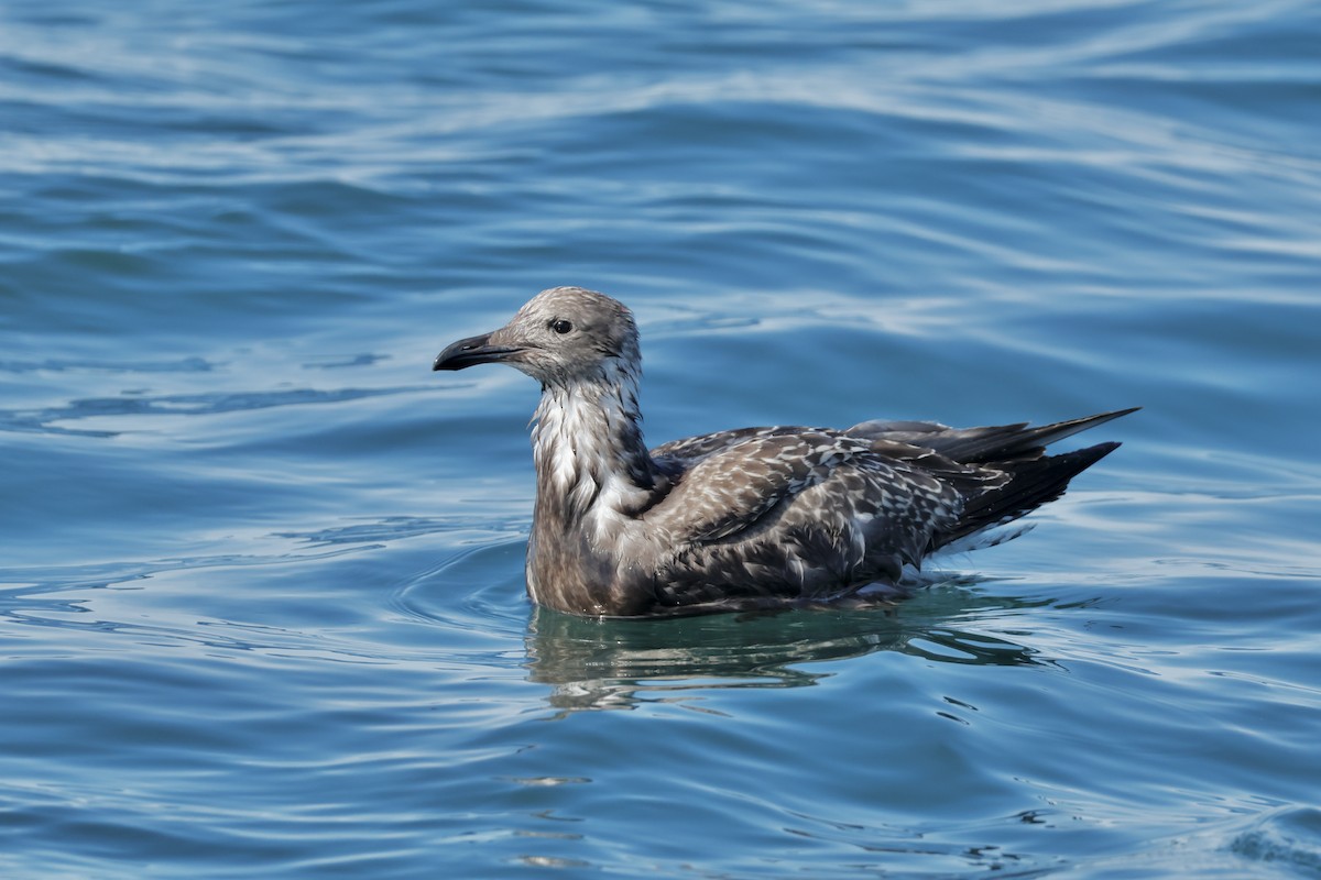 Американская чайка - ML644325567