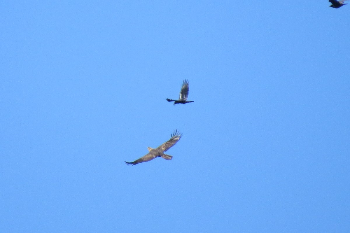 Golden Eagle - ML644325569