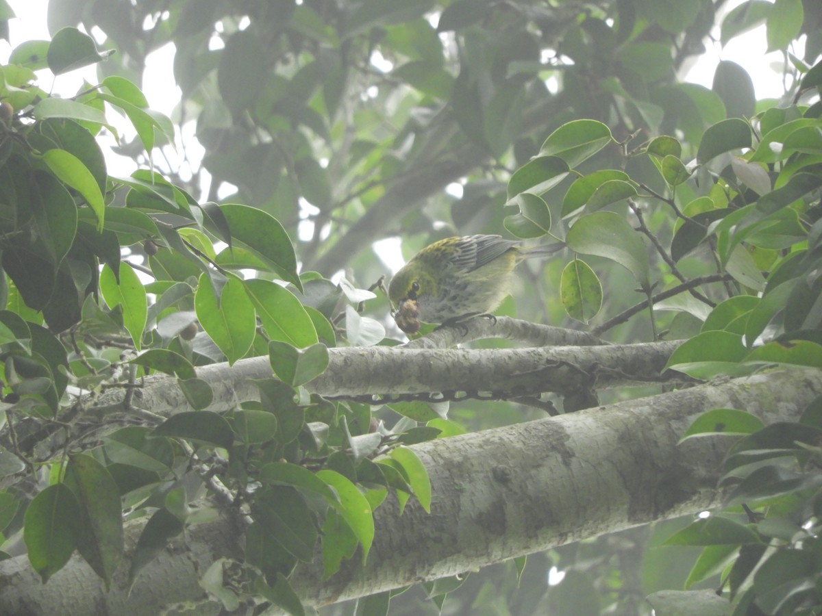 Speckled Tanager - ML644325577