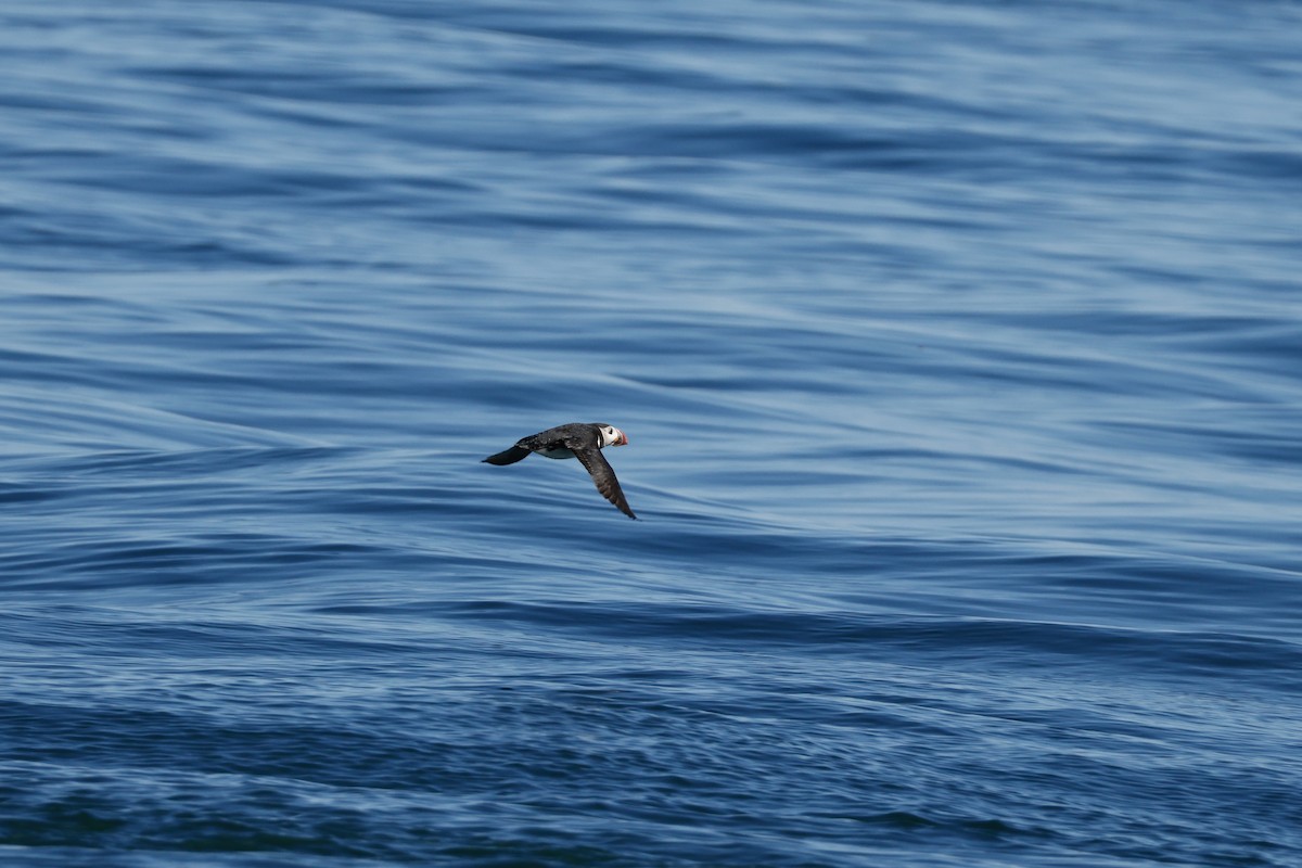 Тупик - ML644325579