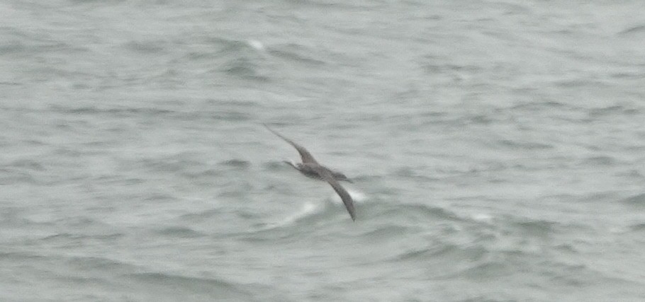 havsule - ML644325588