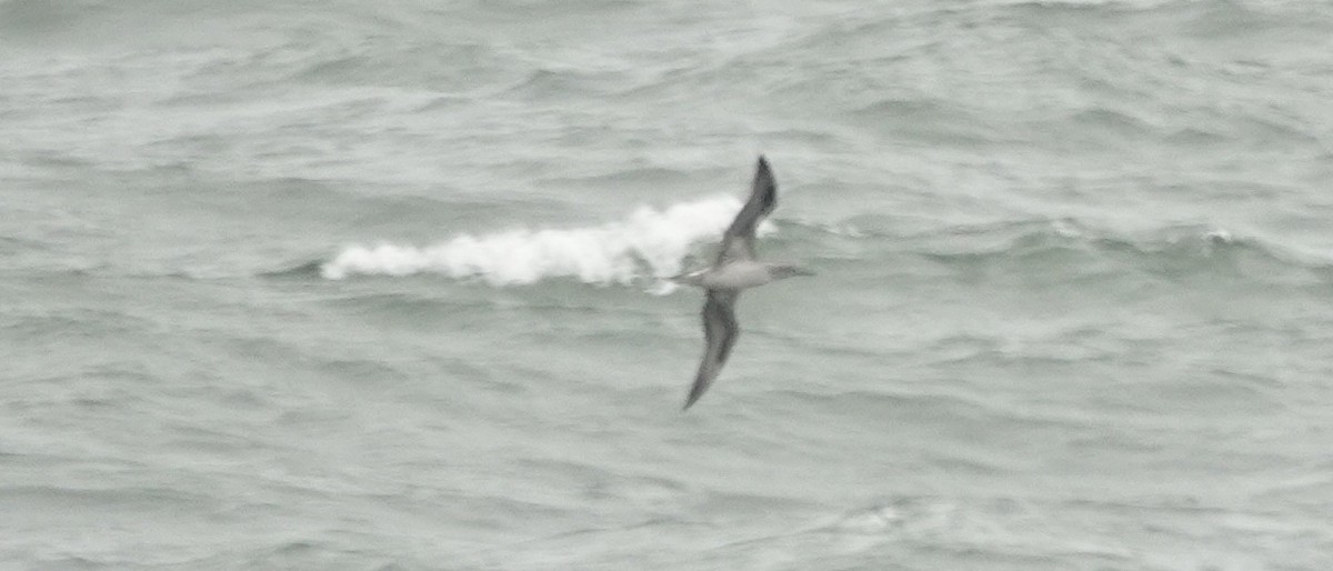 havsule - ML644325589