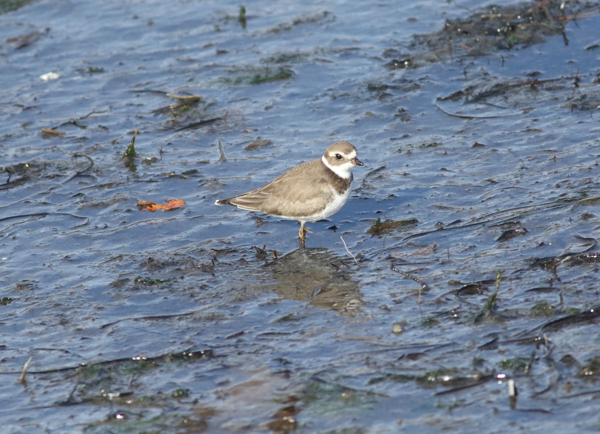 Semipalmated Plover - ML644325591