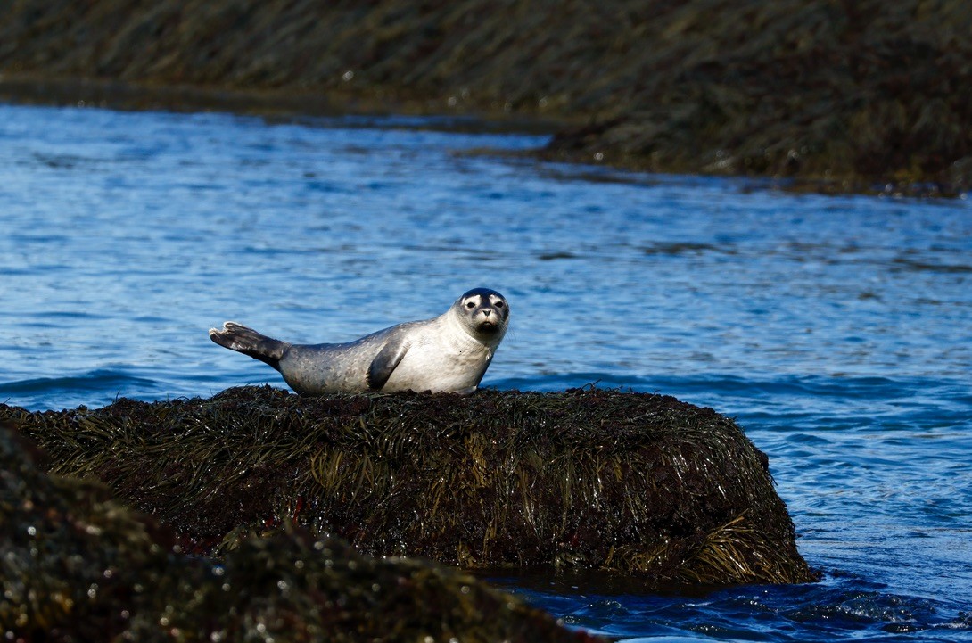 Harbor Seal - ML644325592