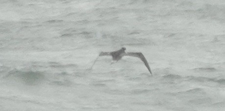 havsule - ML644325596