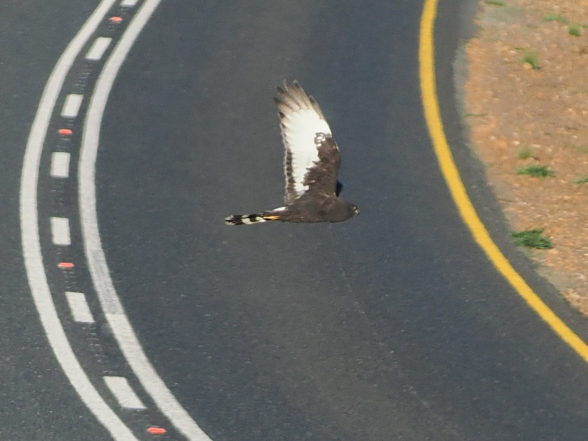 Black Harrier - ML644325599