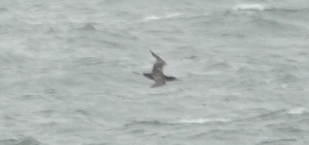 havsule - ML644325601