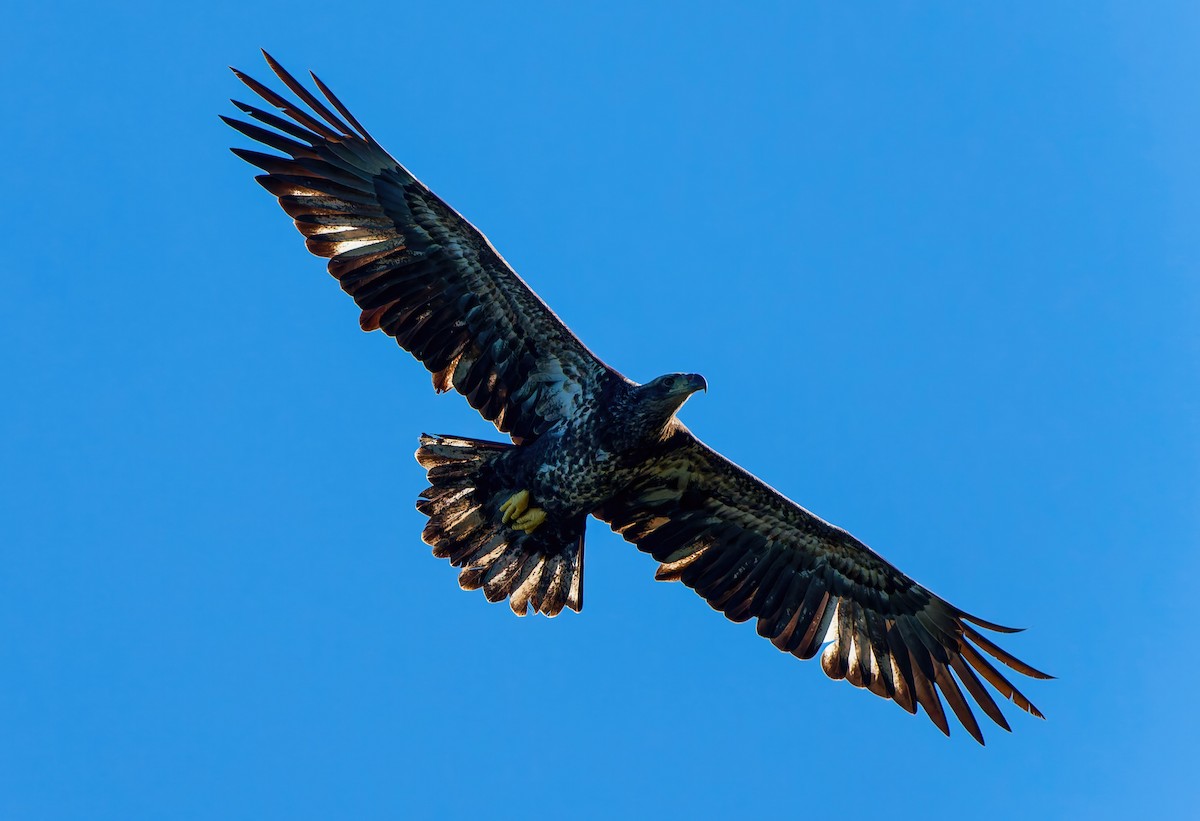 Ak Başlı Kartal - ML644325602