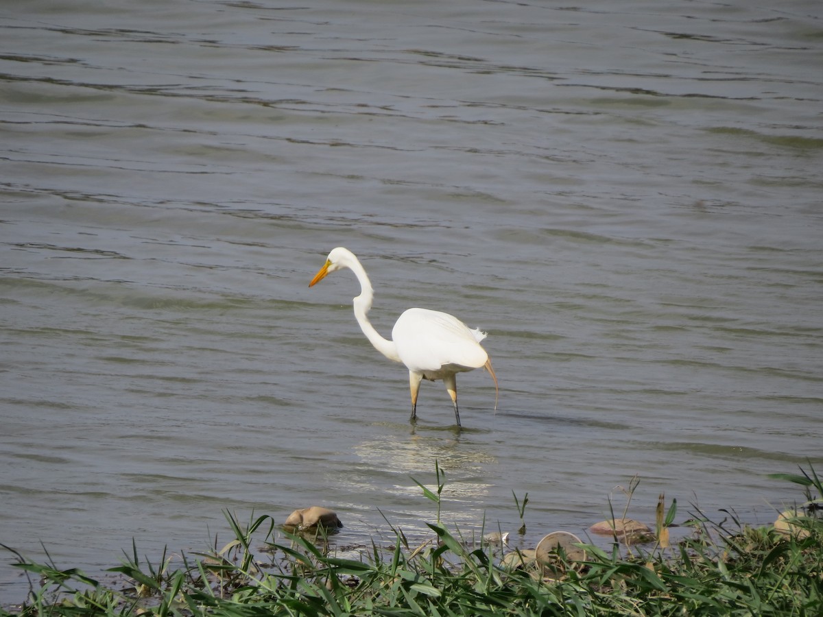 egretthegre - ML644325613