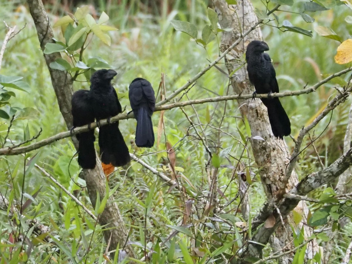 Ani à bec lisse - ML644325650