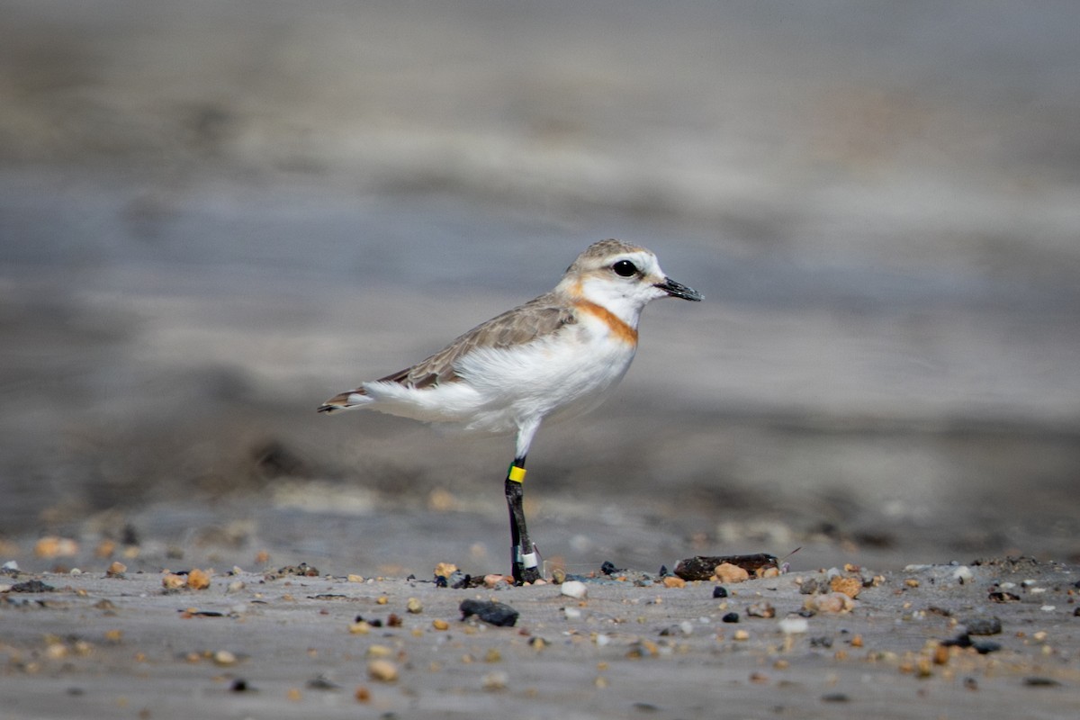 Chestnut-banded Plover - ML644325656