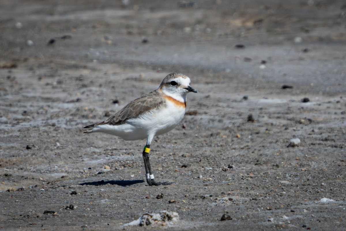 Chestnut-banded Plover - ML644325658