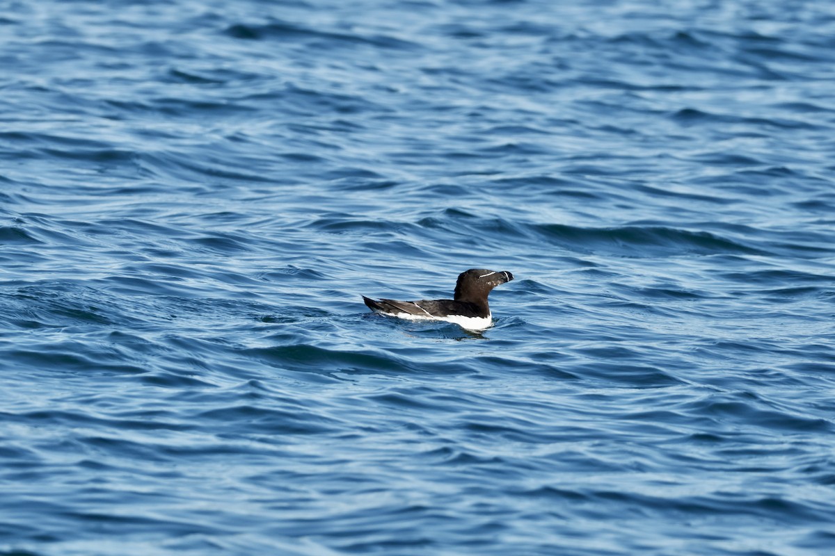 Гагарка - ML644325659