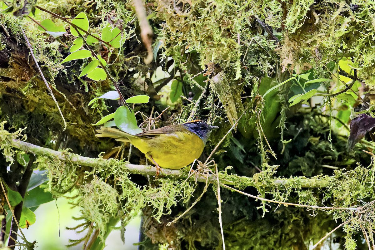 Paruline à diadème - ML644325669