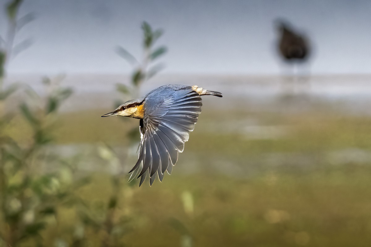 茶腹鳾 - ML644325670