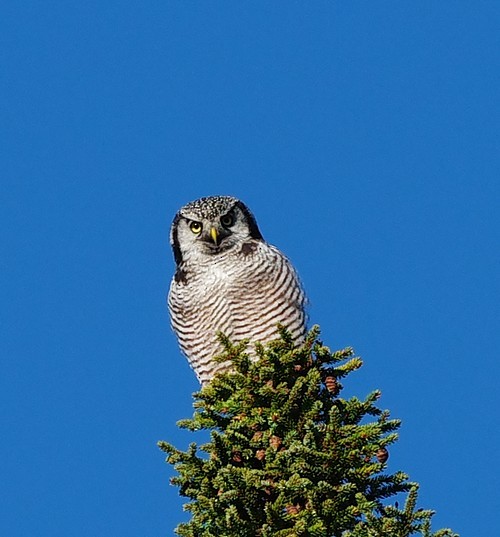 Northern Hawk Owl - ML644325671