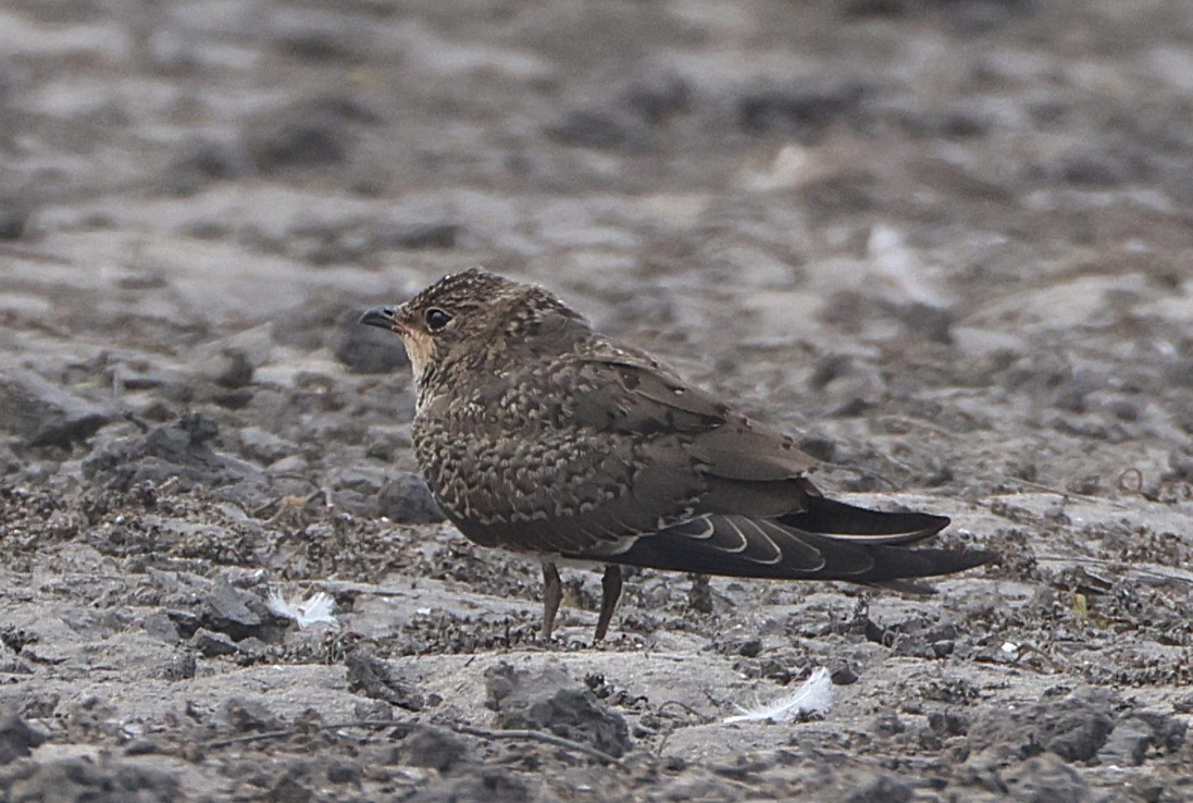 Rotflügel-Brachschwalbe - ML644325674