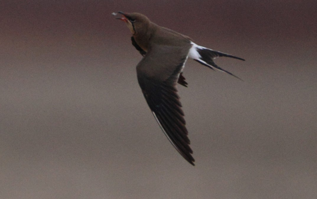 Rotflügel-Brachschwalbe - ML644325675