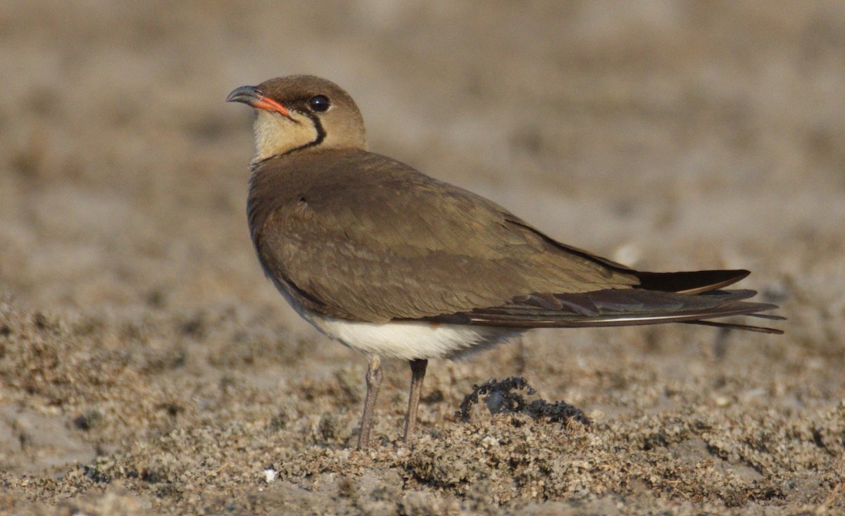 Rotflügel-Brachschwalbe - ML644325677