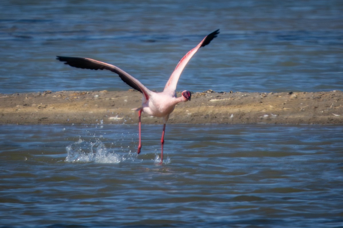 Flamant nain - ML644325680