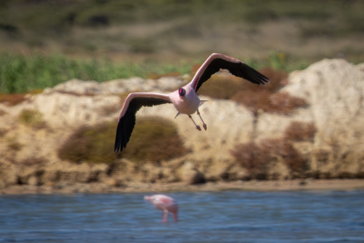 Flamant nain - ML644325681