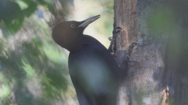 Black Woodpecker - ML644325688