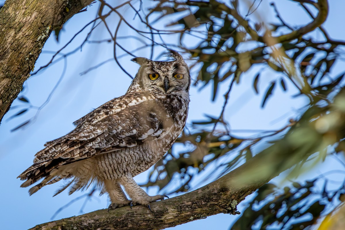 Grand-duc africain - ML644325690