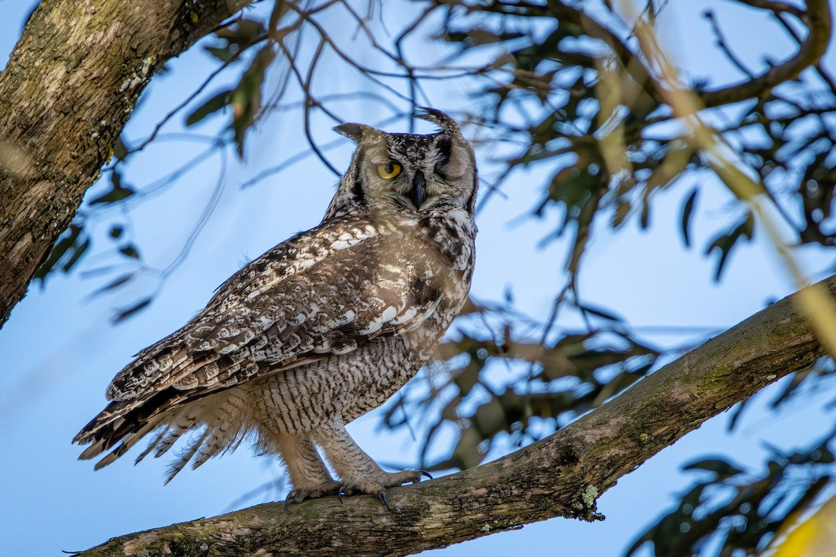 Grand-duc africain - ML644325691