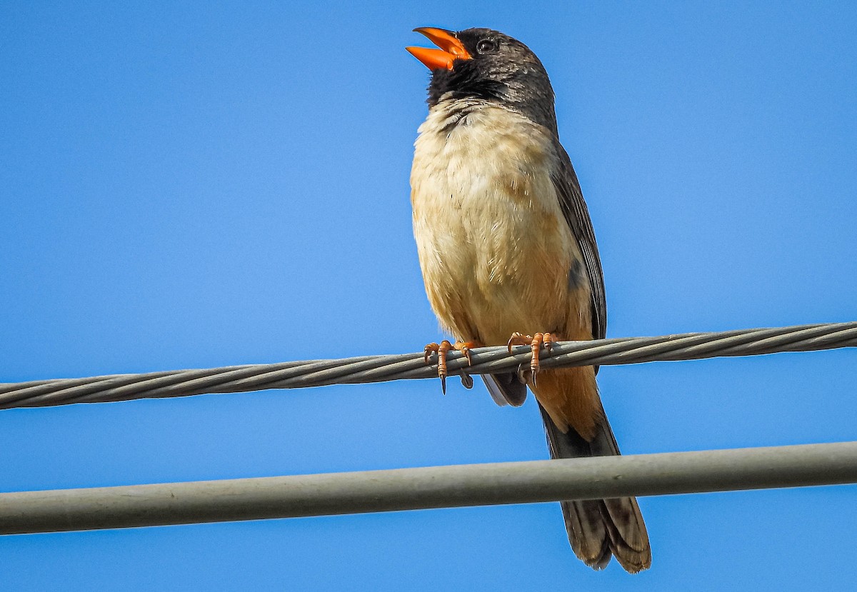 Black-throated Saltator - ML644325692