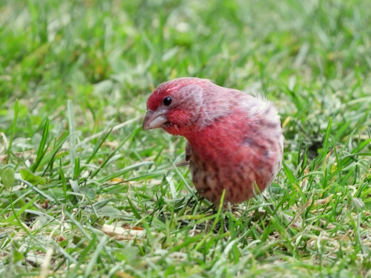 Camachuelo Mexicano - ML644325695