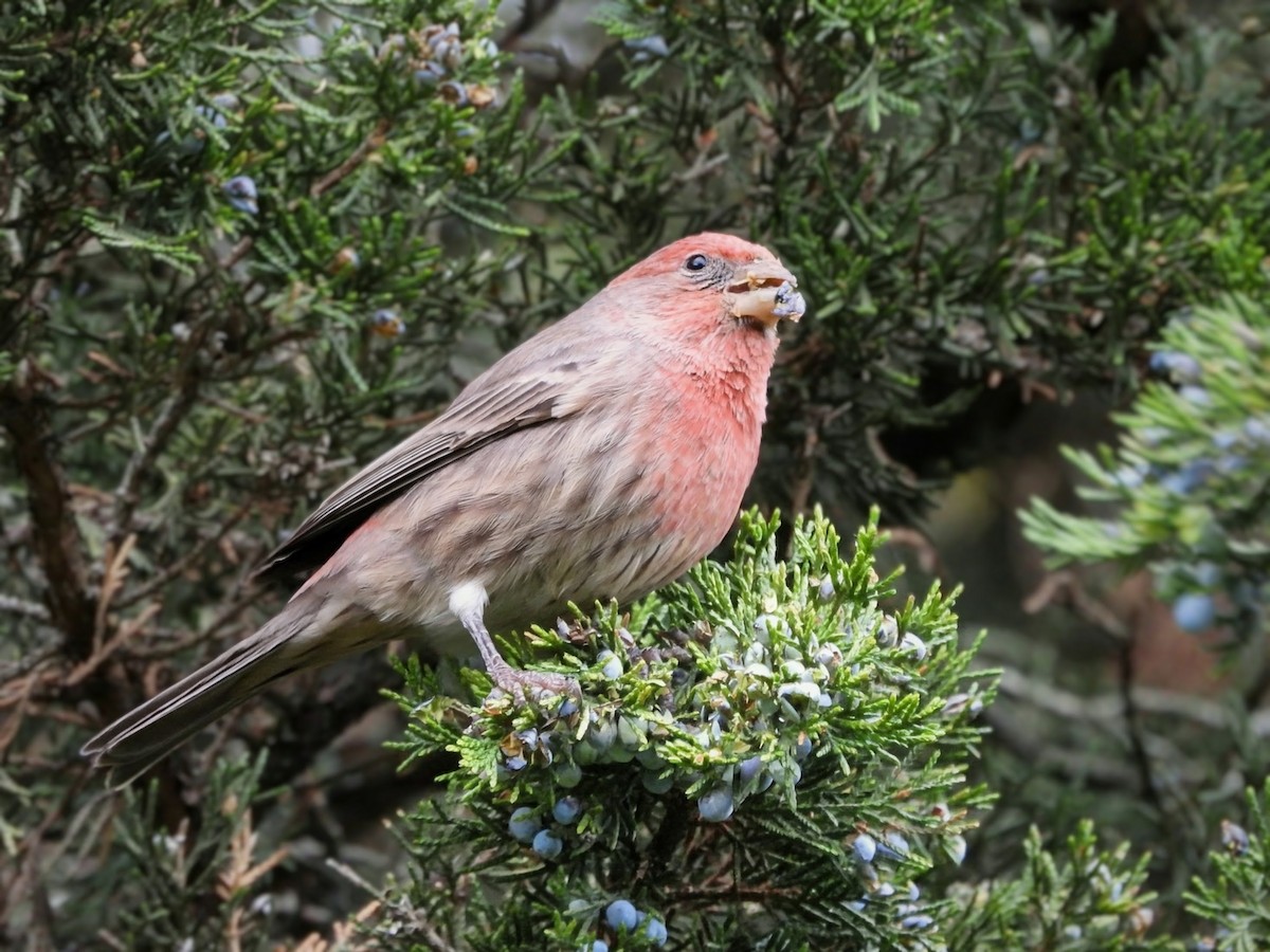 Camachuelo Mexicano - ML644325700