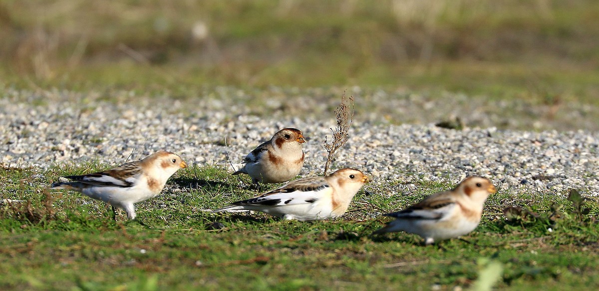 Пуночка снігова - ML644325702