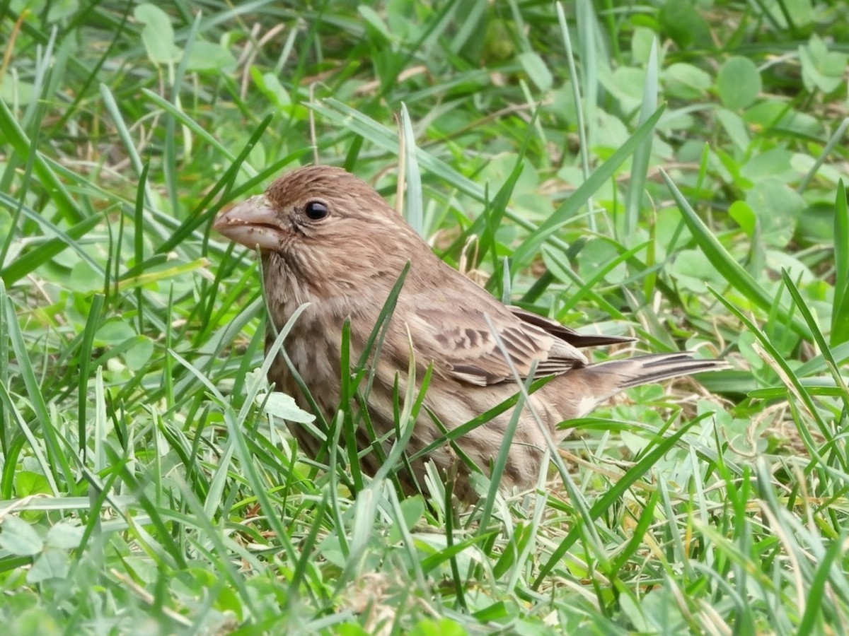 Camachuelo Mexicano - ML644325708