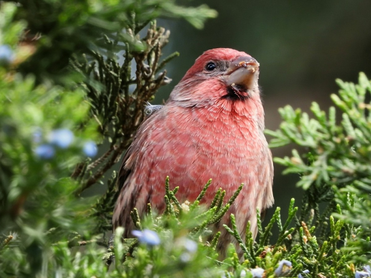 Camachuelo Mexicano - ML644325715