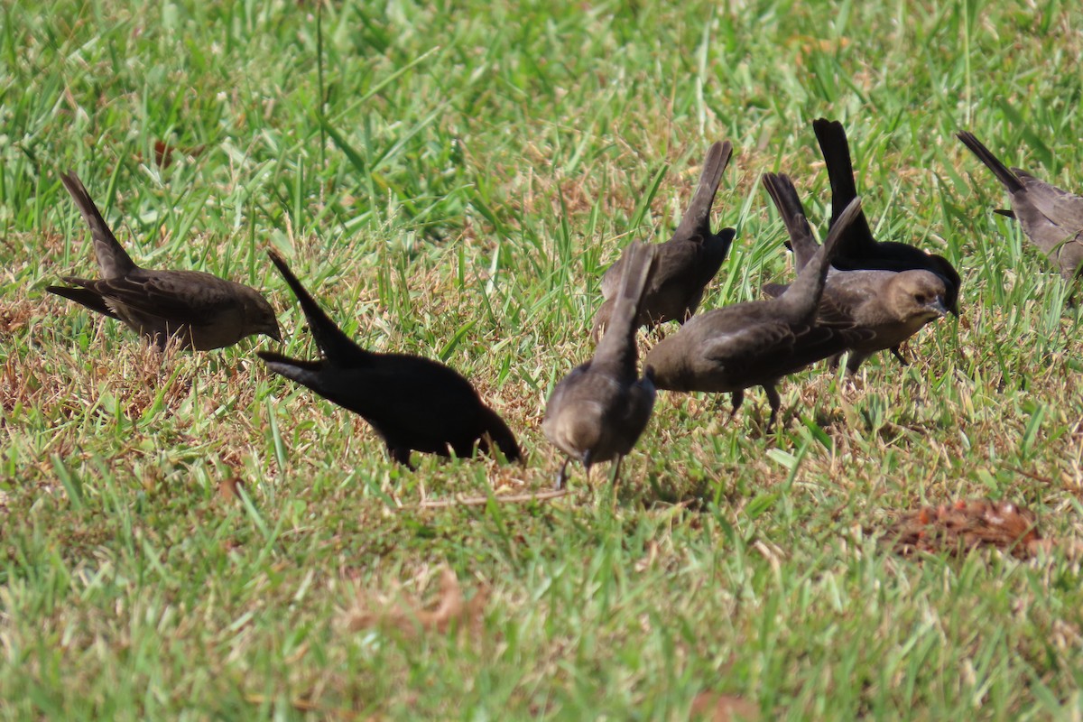 Brown-headed Cowbird - ML644325727