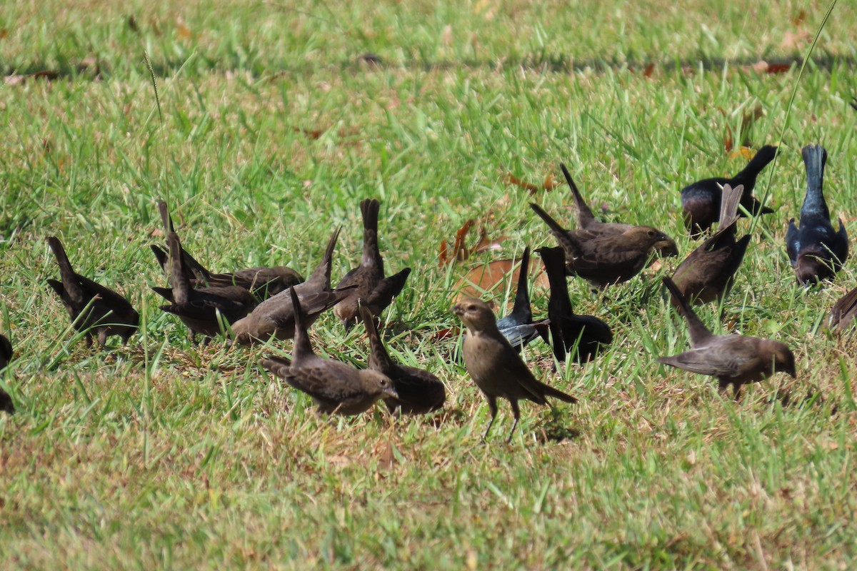 Brown-headed Cowbird - ML644325728