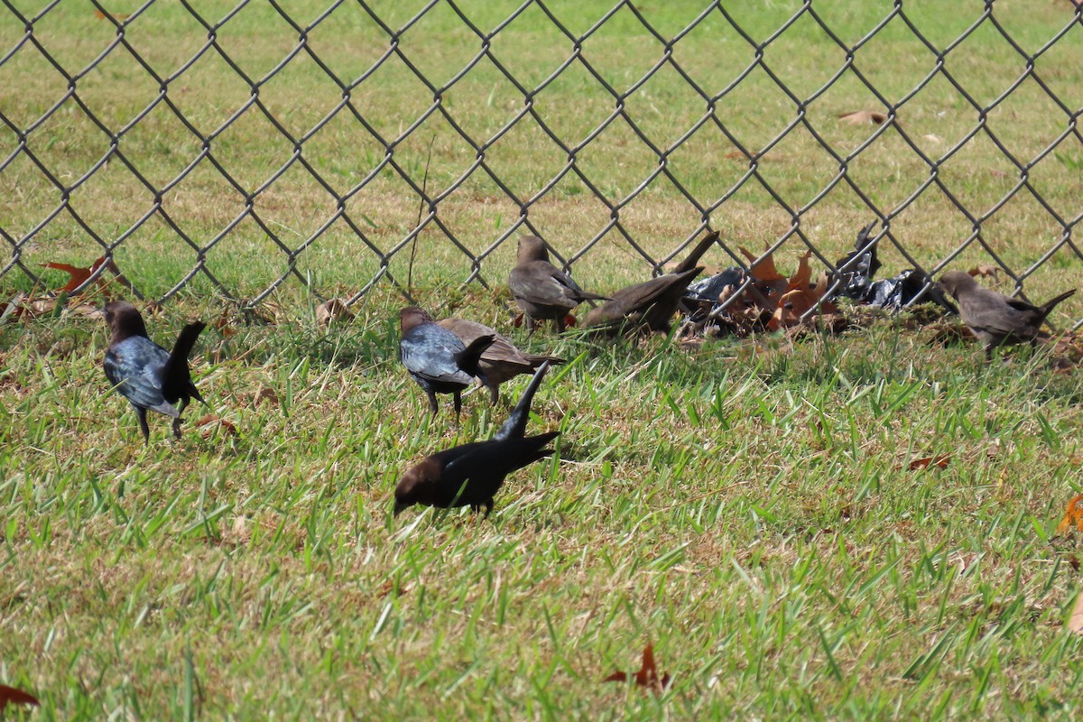Brown-headed Cowbird - ML644325729